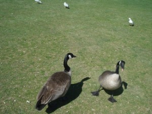 A few ducks